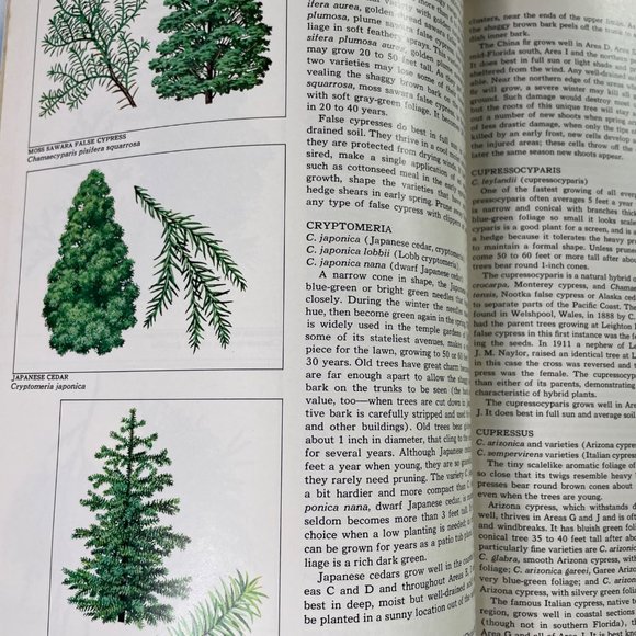 How to Growing Evergreen Plants and Trees Time Life Encyclopedia of Gardening u - Picture 5 of 10